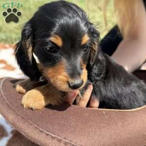Junior, Dachshund Puppy